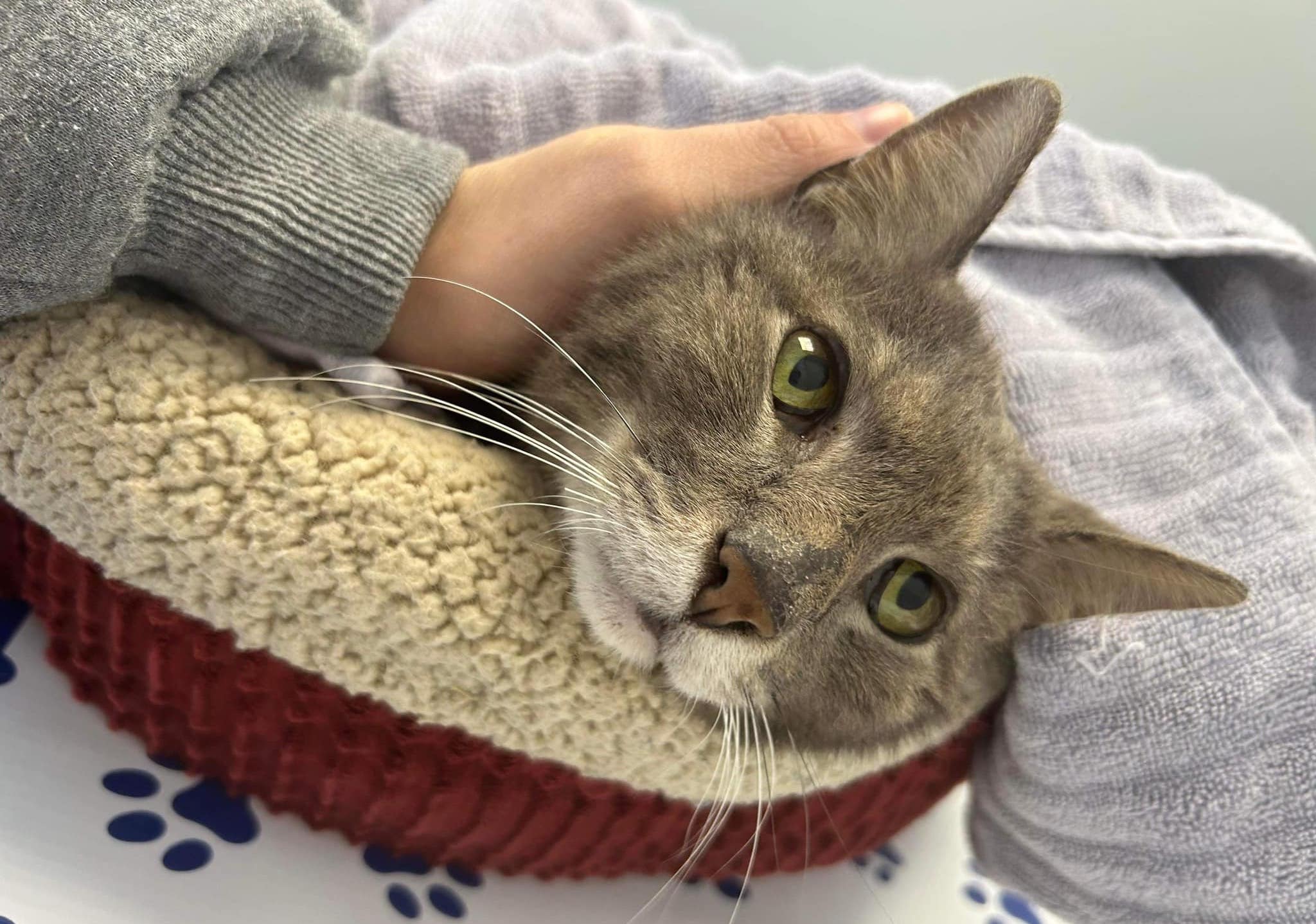 'Super sweet' cat is euthanized after being shot with an arrow in ...